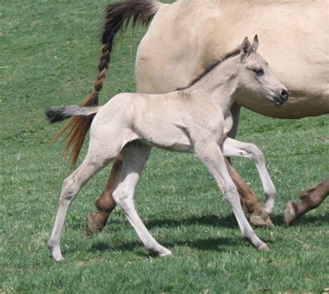 Brigadoon paints 2018 foals / horse aqha qh roan buckskin gelding quarterhorse equine canter cantering. Pin on palamino Roan