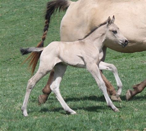 $600.00 aqha buckskin roan for sale in downey, id on ksl classifieds. Pin on palamino Roan