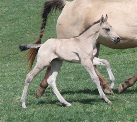 Select color red (chestnut/sorrel) bay black palomino buckskin smoky black. Pin on palamino Roan