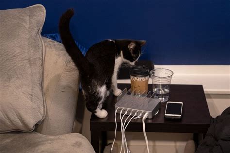 Join millions of people using oodle to find kittens for adoption, cat and kitten listings, and other pets adoption. Visiting the First Cleveland Cat Cafe: Cats and Coffee at ...