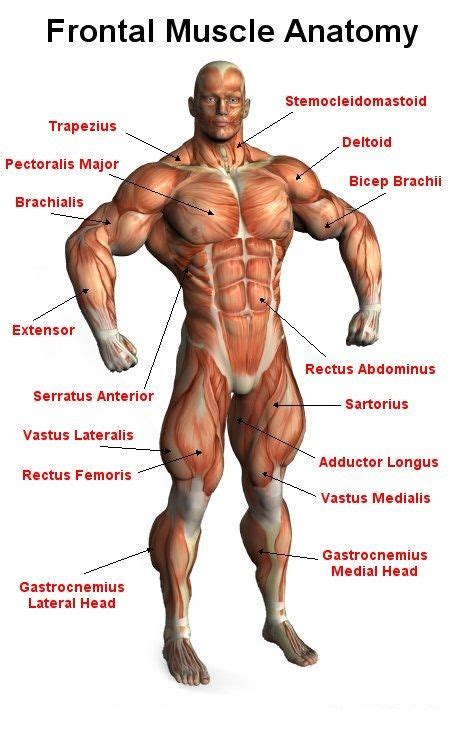 Front view of muscles, skeleton, organs, nervous system. Male Frontal Muscle Anatomy | Muscle anatomy, Body muscle ...