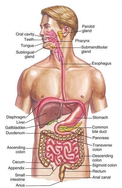 Collect & eliminate nonuseable components of food. Gastrointestinal/Digestive System | Digestive system ...