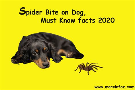 The symptoms and gravity of black widow spider bites depends on where the bite occurs, the quantity of venom the spider injected and how sensitive the very young and old dogs have weaker immune systems and are at increased risk of experiencing severe reactions to black widow bites. Pin on Pets