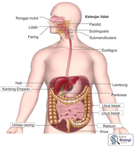 Makanan yang diserap berupa nutrisi dan dibantu oleh enzim untuk memecah molekul kompleks menjadi molekul yang lebih. Alat Pencernaan Manusia (Dengan gambar) | Sistem ...