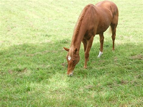 We did not find results for: 引退馬の牧場で有名馬「タイキシャトル」と「ローズ ...