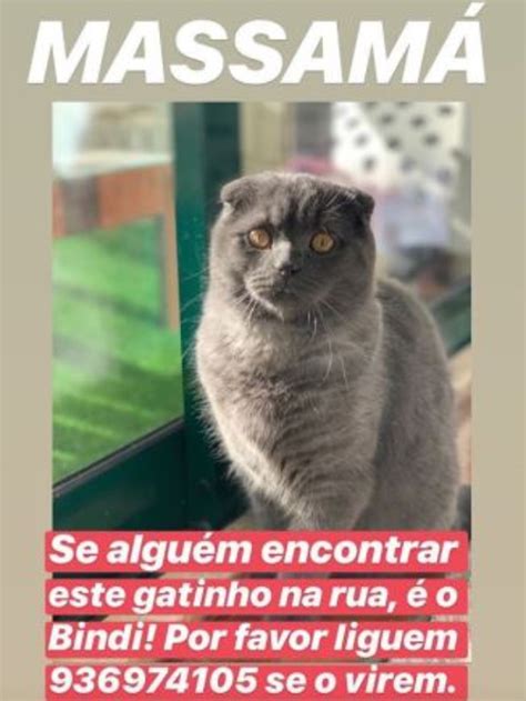 O directo ocorre alternadamente no instagram da helena coelho e do pt paulo teixeira. Gato da youtuber Helena Coelho está desaparecido e as ...