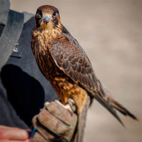 Peregrine Falcon at the Utah Sky Trials : Falconry
