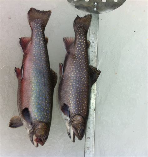 Maybe you would like to learn more about one of these? Trout fishing on Upper Hinkley Pond, South Portland, Maine ...
