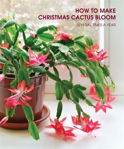 If any reappear, nab them immediately with rubbing alcohol. How to make Christmas Cactus bloom several times a year ...