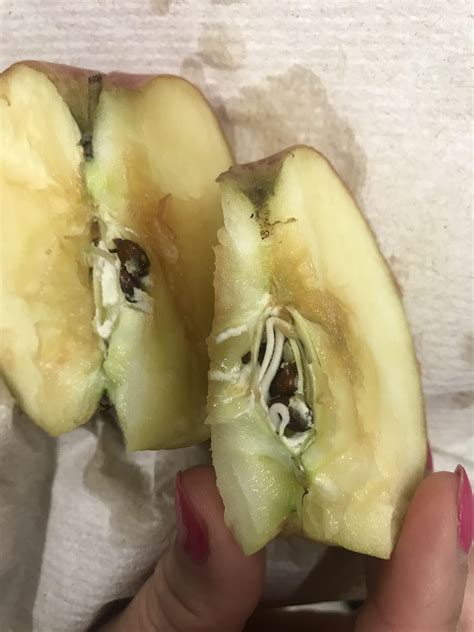Growing apple tree seeds only takes a few days with this paper towel method to seed germination. The seeds in this apple core have sprouted : 2healthbars