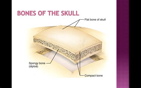 Observe that the matrix of the bone is deposited in concentric layers that are called lamellae (5). In a cross section of a bone, you can usually see two ...