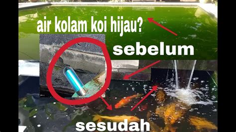 Membersihkan kolam dan mengisinya kembali. SIMPEL!! ALAT UNTUK MENGATASI AIR KOLAM KOI BERWARNA HIJAU ...