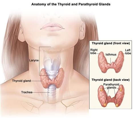What does it feel like to have a throat cancer lump? Throat cancer: causes, symptoms, diagnosis and treatment ...