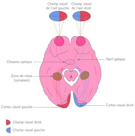 De la rétine au cerveau - 1ES - Cours Sciences - Kartable