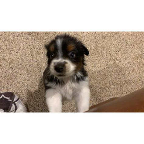 Kathryn puts a tremendous amount of time and effort into the care of her dogs and their puppies. Black tri mini Aussie puppy for sale in Wichita, Kansas ...