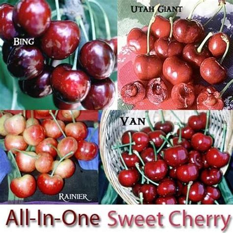 Can you graft different types of fruit trees together? Sweet Cherry, 3 on 1 Multiple Grafted Fruit Tree (Semi ...