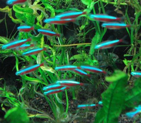 Menurut catatan kkp, terdapat lebih dari 1.100 jenis atau spesies ikan hias air tawar yang diperdagangkan di seluruh dunia. Dunia ikan hias: Jenis Ikan Hias Air Tawar Aquarium