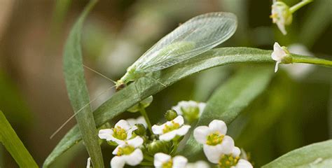 Designing integrated pest management for sustainable and. Cultural Control Of Pests | Pest Control