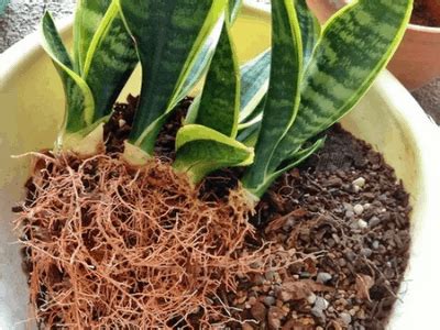 Use a fungicide to treat the healthy roots after trimming. Superb Amazing Step-by-Step Fixing Root Rot On Snake Plant ...