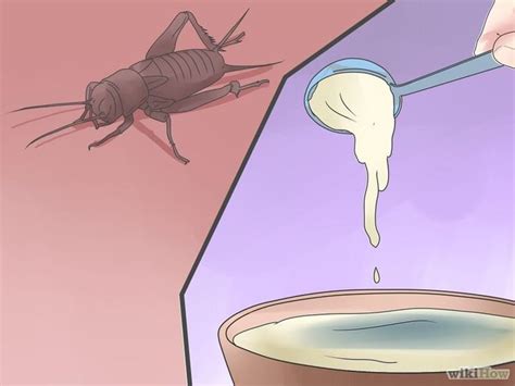 Inspect your home thoroughly and make note of any problem areas where moisture accumulates. How to Get Rid of Crickets | Getting rid of crickets ...