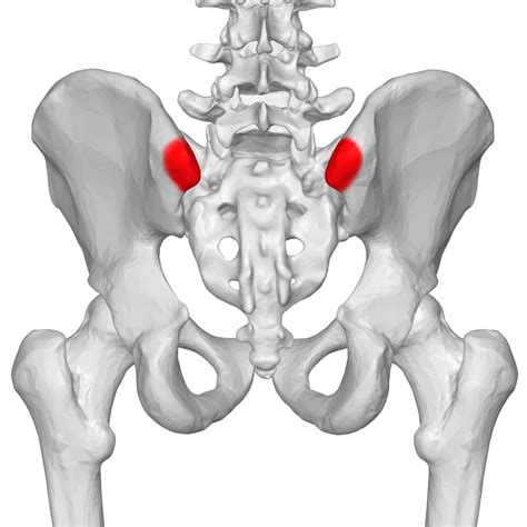 Most of us have stronger muscles in the front of our body, simply because we use them more: human biology - Ligaments at the posterior superior iliac ...