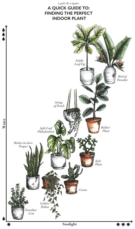 However, there are certain varieties that can reach immense heights, though they are not adapted to. Nothing says, "I'm an adult" more than keeping a house ...