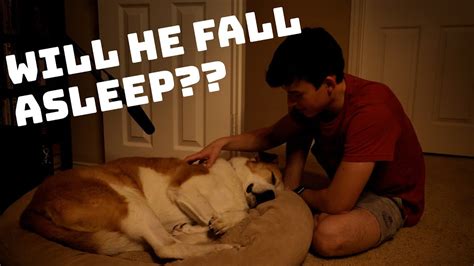 Check spelling or type a new query. Making my dog fall asleep with ASMR - YouTube