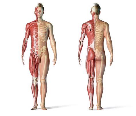 Art that is simply stylized does not count. Male Anatomy Of Muscular And Skeletal Photograph by ...