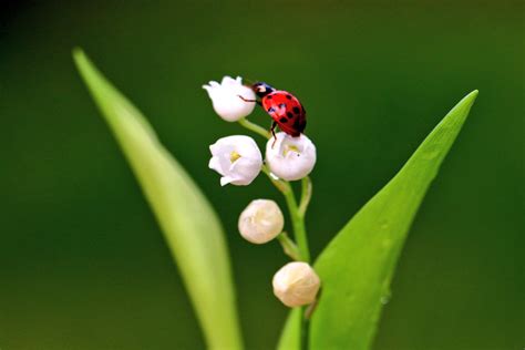 Français gs cp ce1 ce2 : Photos De Muguet Avec Coccinelle / 1er Mai Brin De Bonheur ...