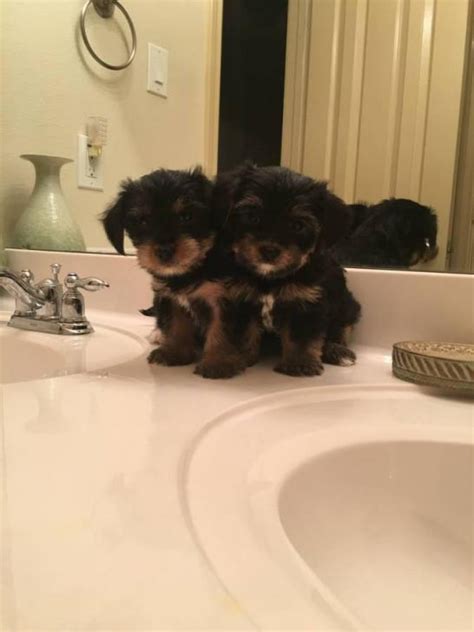 These precious pups are very small, affectionate and. yorkie poos for sale in Delaware City , Delaware - Puppies ...