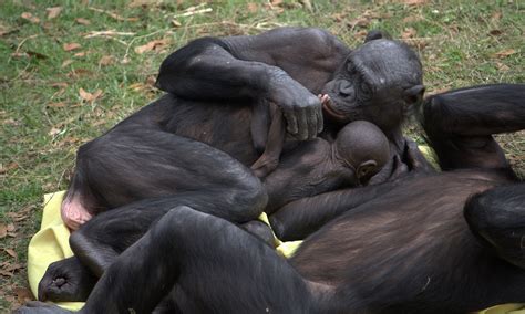 However you fit, bonobos fits you. Female Bonobos Act as Midwives for Each Other