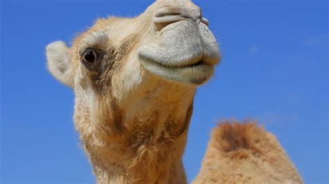 Dromedary camels, which have one in addition to their humps, camels have other ways to adapt to their environment. Death Down Under: Australian woman's freak sexual run in ...