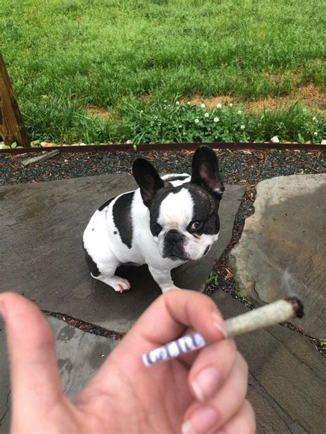 People smoke weed for many proper serotonin production is essential for a person to feel good as is balanced neurotransmitter function. Pin on Dogs and Weed