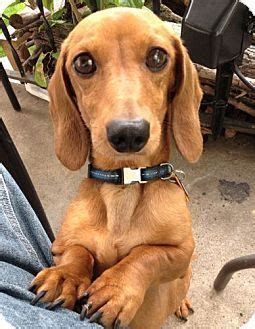 Dachshund mix dogs are the result of mixing pure breed dachshund with another breed to create a different dog with characteristics of both parents. Minneapolis, MN - #dachshund Mix. Meet Trumpet a Dog for ...