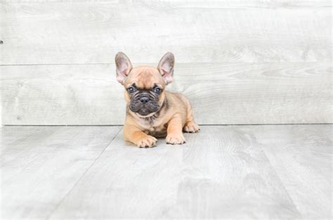 10:33 puppies planet 3 088 897 просмотров. French Bulldog puppies for sale|Mixed small breed puppies ...