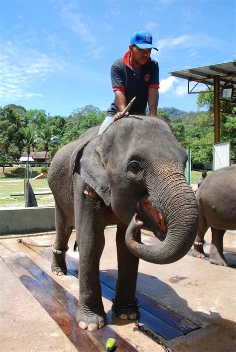 Run by the department of wildlife and national parks (dwnp or perhilitan) of malaysia, this place is indeed a. The Kuala Gandah Elephant Orphanage Sanctuary Malaysia ...