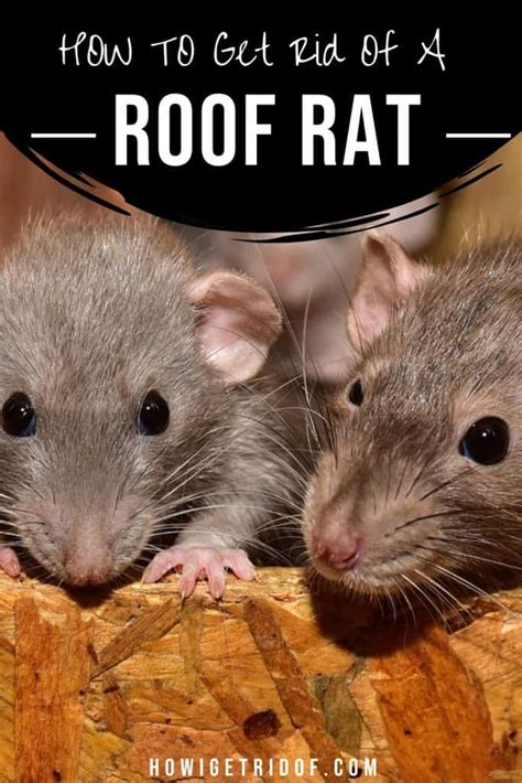 If it gets wet, it can make it inoperable. How To Get Rid Of The Roof Rat - How I Get Rid Of