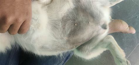What is the best anti itch for dogs? Help for Itching Dog? | ThriftyFun