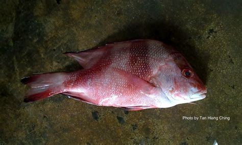 Mangrove red snapper nama saintifik: Fish and Fishing in Tanjung Leman: Southeast Asia ...