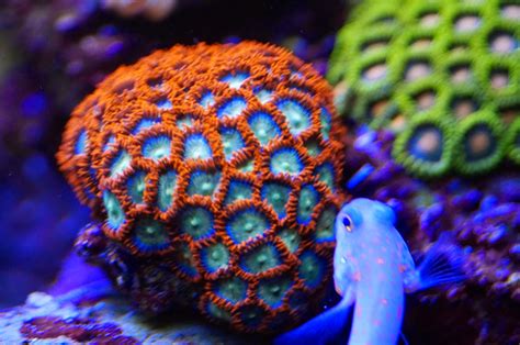 Sps bedeutet small polyp stony corals, englisch für kleinpolypige steinkorallen. Korallenableger in Braunschweig: Meerwasser Korallen ...