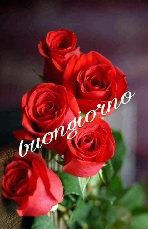 We did not find results for: Rose rosse di Teresa Mazza su buongiorno | Immagini di ...