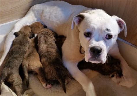 Open houses in east hanover, nj. American Bulldog Rescue - 501C3 Not-for-Profit Dog Rescue ...