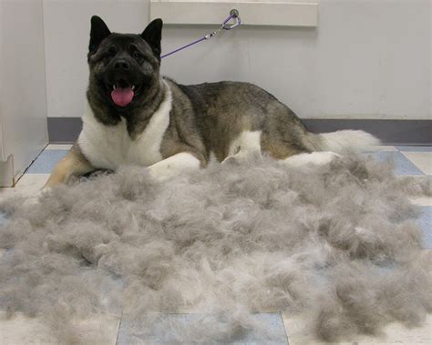 The innermost layer is dense with numerous short hairs that have a general wooly texture to them. FURminator - PurrFurred Pet Styling & Pet Supplies
