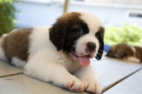 I am always excited to send any. St. Bernard puppies | St bernard puppy, Lab mix puppies, St bernard dogs