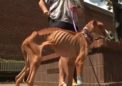When a person is so thin you can see all their beautiful bones. Emaciated Rescue Dog Found Chained To A Fence Miraculously ...