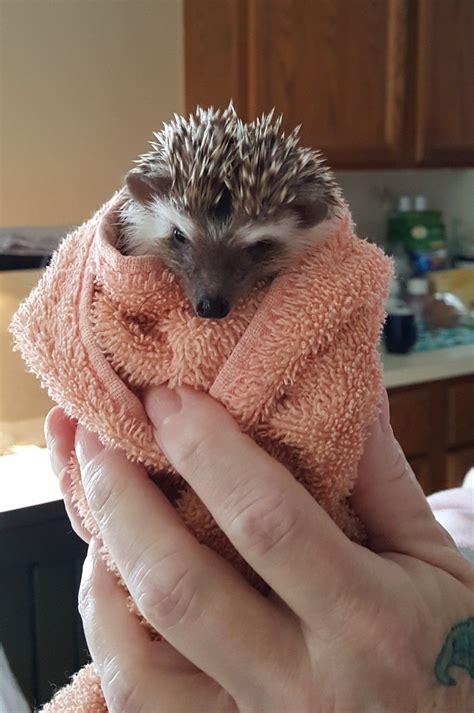 High quality hedgehog bath gifts and merchandise. Chillin in a towel after bath. | Cute hedgehog, Hedgehog ...