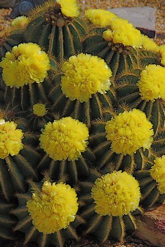 Find images of yellow cactus flower. Soins aux plantes Parodia magnifica ou Notocactus ...