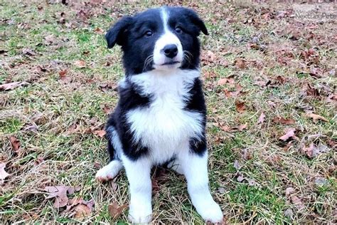 I have been raising border collies since 1997. Rosy: Border Collie puppy for sale near Springfield, Missouri. | 5a4e477a-a321