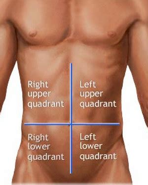 Communication between organs and organ systems is vital. What Organs Are On Your Right Backside In The Body Ofa Man ...