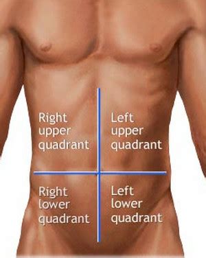 Back = from the neck to the waist. What Organs Are On Your Right Backside In The Body Ofa Man ...